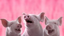 Giá lợn hơi ngày 16/4/2020 vẫn ở mức cao  