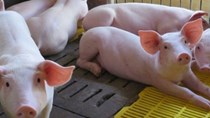 Giá lợn hơi ngày 24/4/2020 ổn định ở mức cao