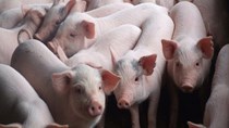Giá lợn hơi tuần đến 3/5/2020 duy trì ở mức cao