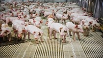 Giá lợn hơi ngày 14/4/2020 lên sát mốc 90.000 đồng/kg