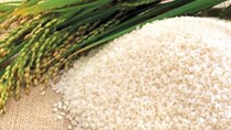 Giá lúa gạo ngày 19/5/2020 tăng nhẹ