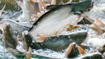 Ảnh hưởng dịch bệnh, xuất khẩu cá tra khó “thoát” tăng trưởng âm