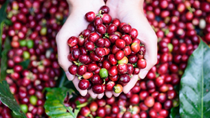 Xuất khẩu cà phê tăng về lượng và kim ngạch nhưng giá giảm