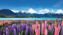 Nhập khẩu từ NewZealand, mặt hàng sữa chiếm gần 60% kim ngạch