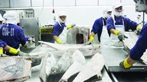 Xuất khẩu cá ngừ sang EU tăng đột biến