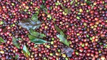 Nông nghiệp xuất siêu hơn 6 tỷ USD