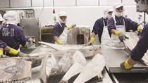 Xuất khẩu cá ngừ khởi sắc nhờ EVFTA