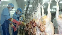 Soi 'điểm nghẽn' xuất khẩu của ngành chăn nuôi Việt Nam
