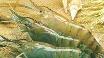 Nhập khẩu thủy sản 9 tháng đầu năm từ Ấn Độ và Nhật Bản tăng mạnh