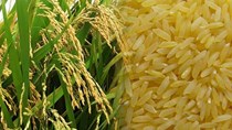 Xuất khẩu gạo 11 tháng đầu năm 2020 giảm về lượng, tăng kim ngạch