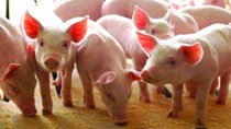 Giá lợn hơi ngày 19/1/2021 tại miền Trung và miền Nam tăng 