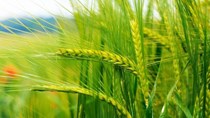 Nhập khẩu lúa mì tháng 1/2021 giảm cả lượng và kim ngạch so với cùng kỳ