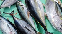 Giá thu mua cá ngừ tăng vọt