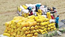  Dự báo Việt Nam tiếp tục giữ vị trí thứ 2 thế giới về xuất khẩu gạo