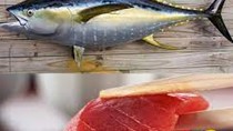  EU giảm nhập khẩu cá ngừ đóng hộp trong quý 1/2021