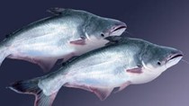   Mỹ tăng 8% lượng cá tra đông lạnh nhập khẩu