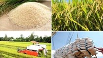 FAO: Chi phí nhập khẩu lương thực toàn cầu sẽ tăng lên mức kỷ lục trong năm 2021
