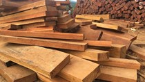 Thông tin nhập khẩu gỗ xây dựng 6 tháng đầu năm 2021 và dự báo