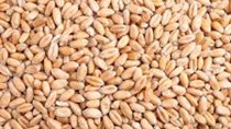 Nhập khẩu lúa mì từ Australia 6 tháng đầu năm 2021 tăng mạnh
