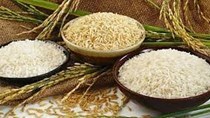 Giá gạo của Ấn Độ giảm xuống mức thấp trong nhiều năm