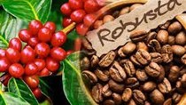 Xuất khẩu cà phê giảm cả về sản lượng và giá trị