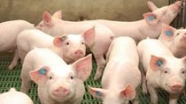 Giá lợn hơi ngày 16/8/2021 ổn định trên thị trường cả nước