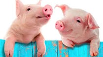 Xuất khẩu thịt lợn của Vương quốc Anh tiếp tục giảm 