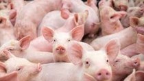 Nhập khẩu thịt lợn của Trung Quốc ảnh hưởng lớn đền kinh tế toàn cầu