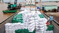 Giá gạo xuất khẩu cao nhất 2 tháng qua