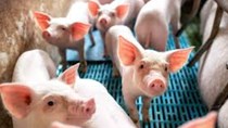 Giá heo hơi ngày 11/10/2021: Đề xuất hạn chế nhập khẩu thịt heo