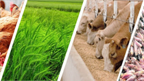 Các thị trường chủ yếu cung cấp thức ăn gia súc cho Việt Nam 9 tháng năm 2021