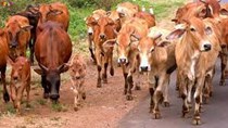 Brazil tăng cường xuất khẩu bò sống sang Việt Nam