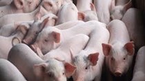 Giá lợn hơi tại Philippines tăng nhẹ