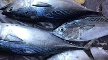 Việt Nam đẩy mạnh xuất khẩu cá ngừ sang Trung Đông