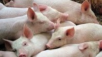 Thái Lan ngừng xuất khẩu lợn sống trong 3 tháng để đảm bảo nguồn cung trong nước