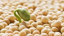 Trung Quốc đặt mục tiêu tăng sản lượng đậu tương