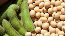 Xuất khẩu đậu tương của Mỹ tăng mạnh