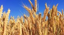 Dự báo dự trữ lúa mì mềm của EU tăng do nhập khẩu nhiều