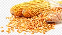 USDA dự báo sản lượng ngô của Nam Phi niên vụ 2022 - 2023 đạt 15,6 triệu tấn