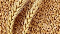 Thị trường chủ yếu cung cấp lúa mì cho Việt Nam 5 tháng năm 2022