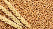 Giá lúa mì nhập khẩu tăng 35%
