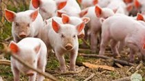 Giá lợn hơi ngày 21/6/2022 ít biến động