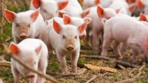 Giá lợn hơi ngày 11/7/2022 tăng ở một số tỉnh thành