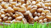 Kim ngạch nhập khẩu lúa mì 7 tháng năm 2022 tăng 26,3%