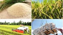 Xuất khẩu gạo 9 tháng năm 2022 tăng cả khối lượng và kim ngạch nhưng giá giảm