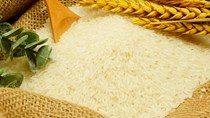 Giá gạo xuất khẩu giảm hơn 8%