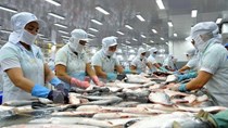 Tăng trưởng xuất khẩu cá tra 100% trong tháng 9/2022 có phải là tín hiệu lạc quan?