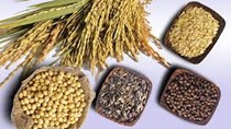 FAO hạ dự báo về sản lượng ngũ cốc thế giới năm 2022
