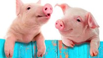Giá thịt lợn ở EU giảm trong khi giá ở Anh vẫn ổn định