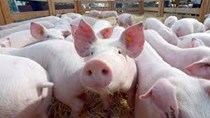 Giá lợn hơi ngày 21/11/2022 trên thị trường cả nước đều ổn định